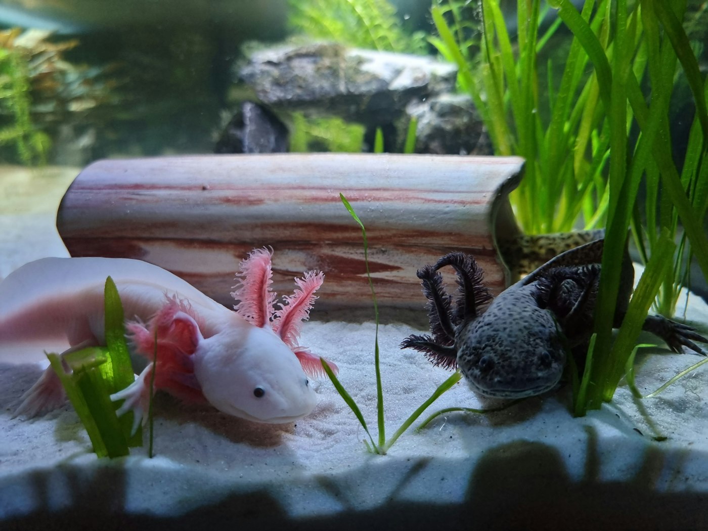 Axolote rosado con branquias externas plumosas sobre el fondo de un acuario