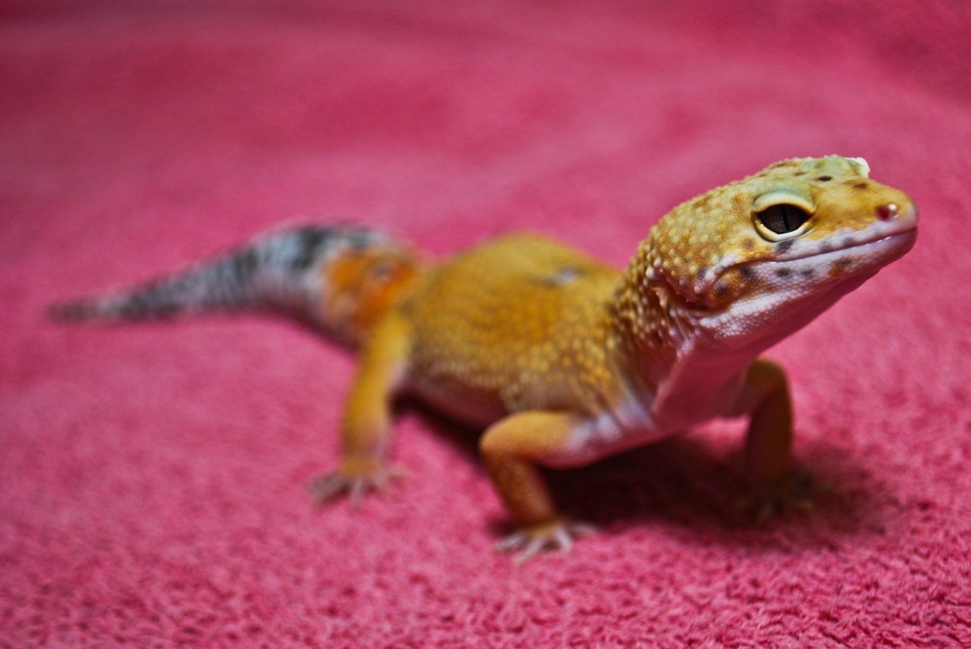 Gecko leopardo amarillo con manchas sobre sustrato
