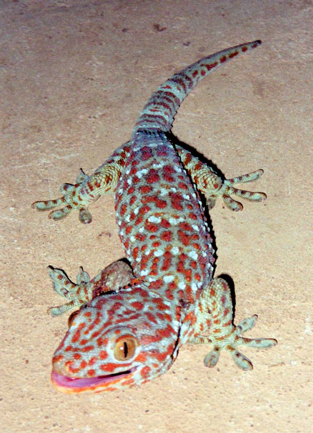 Gecko tokay azul con manchas naranjas trepado en una rama