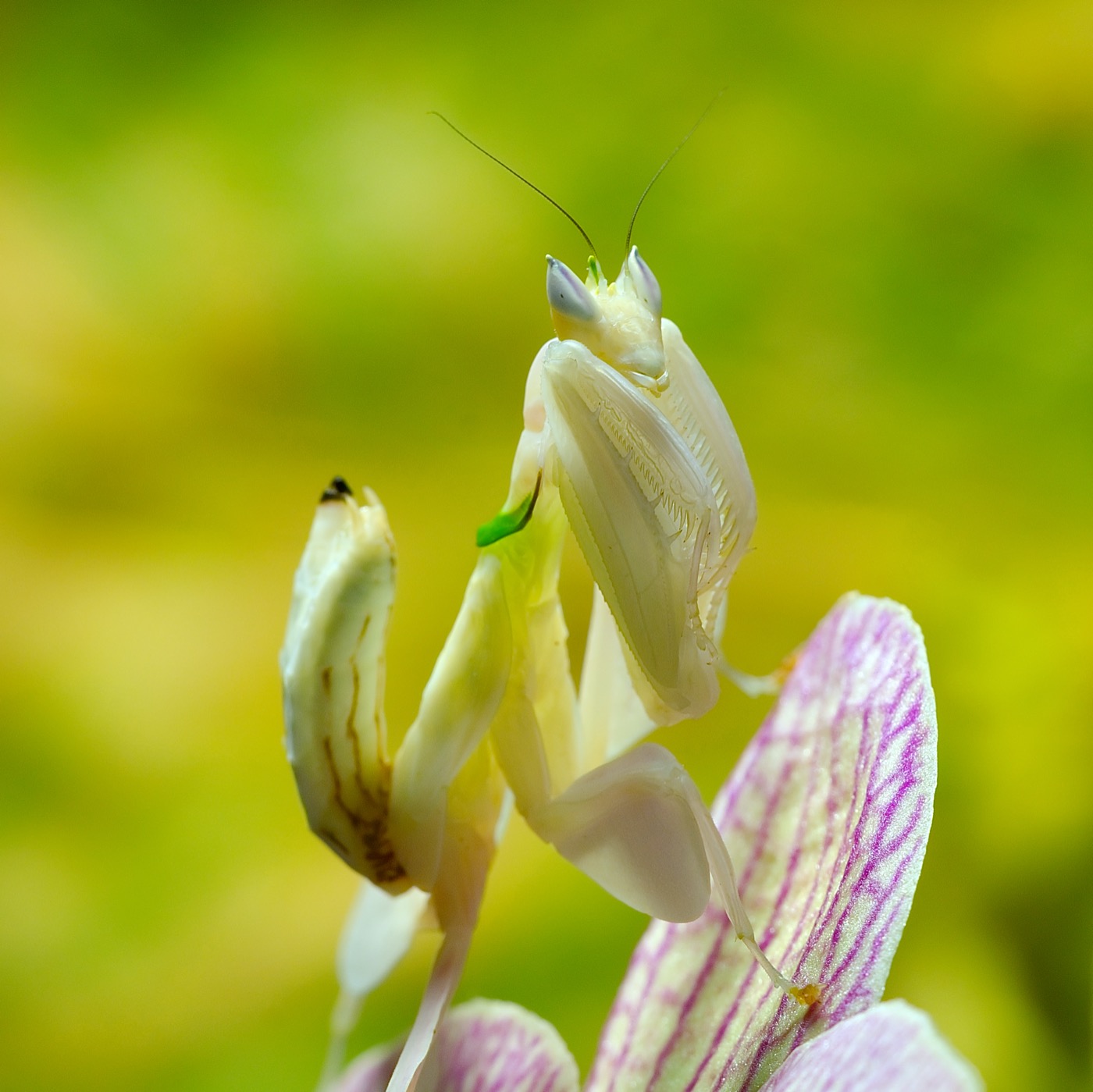 Mantis orquídea rosa y blanca imitando los pétalos de una flor