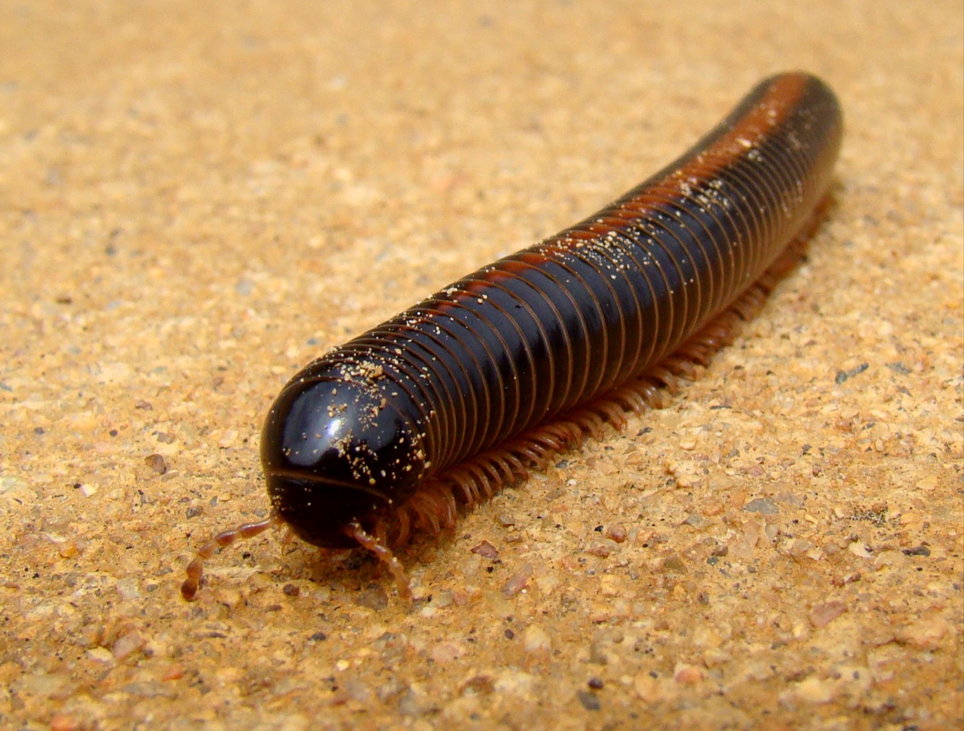 Milpiés gigante africano negro y largo sobre hojarasca