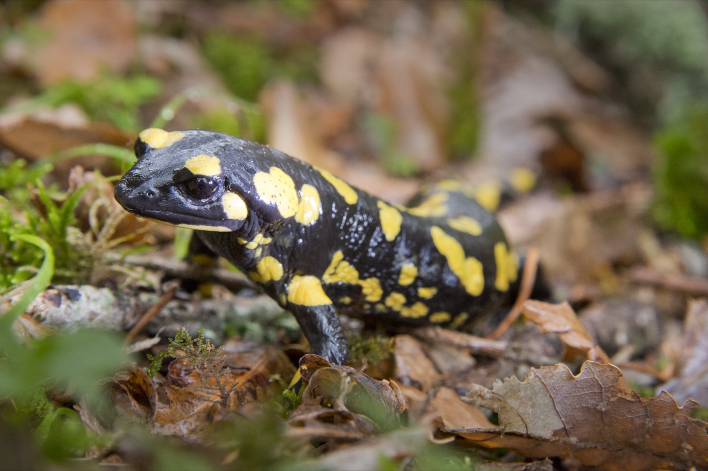 Salamandra común negra con manchas amarillas sobre hojarasca húmeda