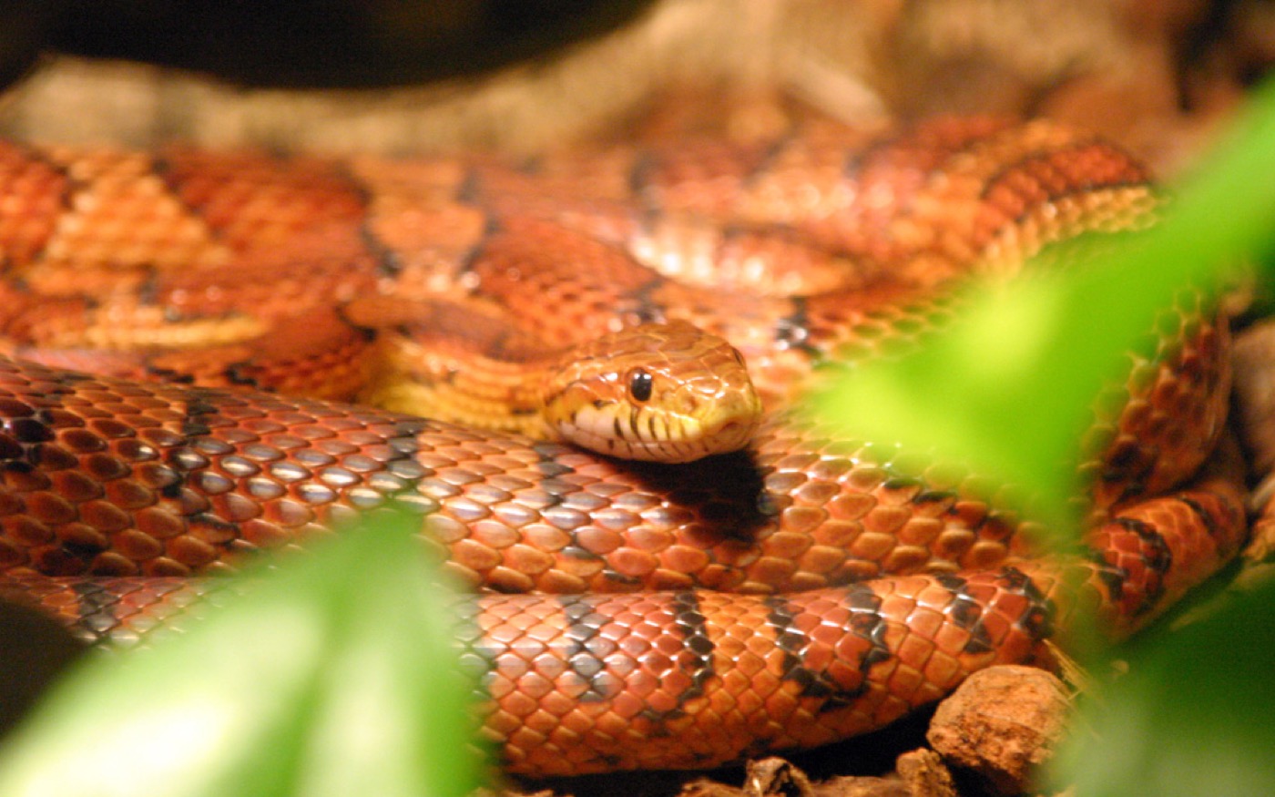 Serpiente del maíz naranja enroscada en una rama