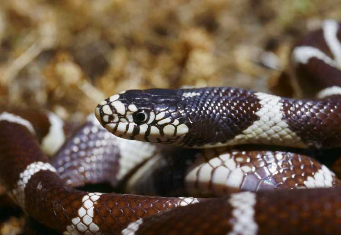 Serpiente del rey de California con bandas blancas y negras enroscada