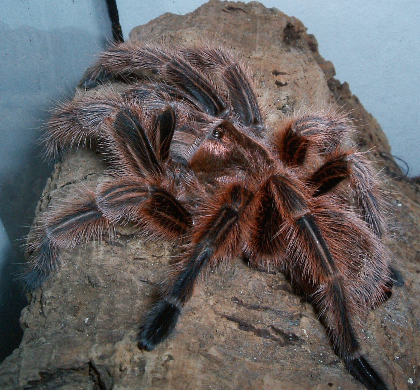 Tarántula rosada chilena sobre sustrato de coco