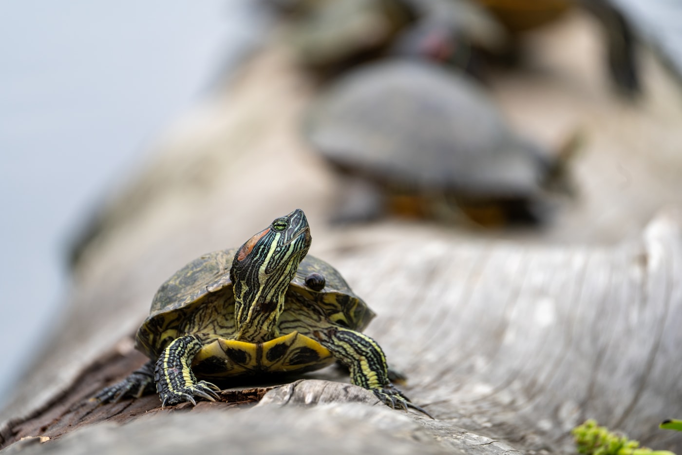 Tortuga de orejas rojas con las características manchas rojas tras los ojos sobre una plataforma de asoleo