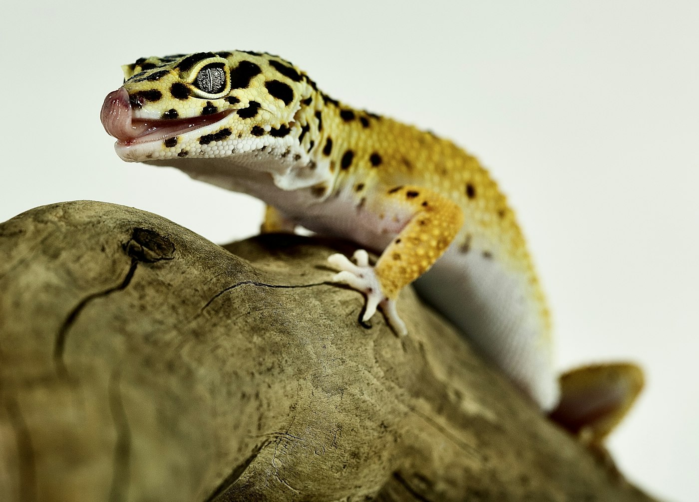 Mi gecko leopardo no come: causas y qué hacer