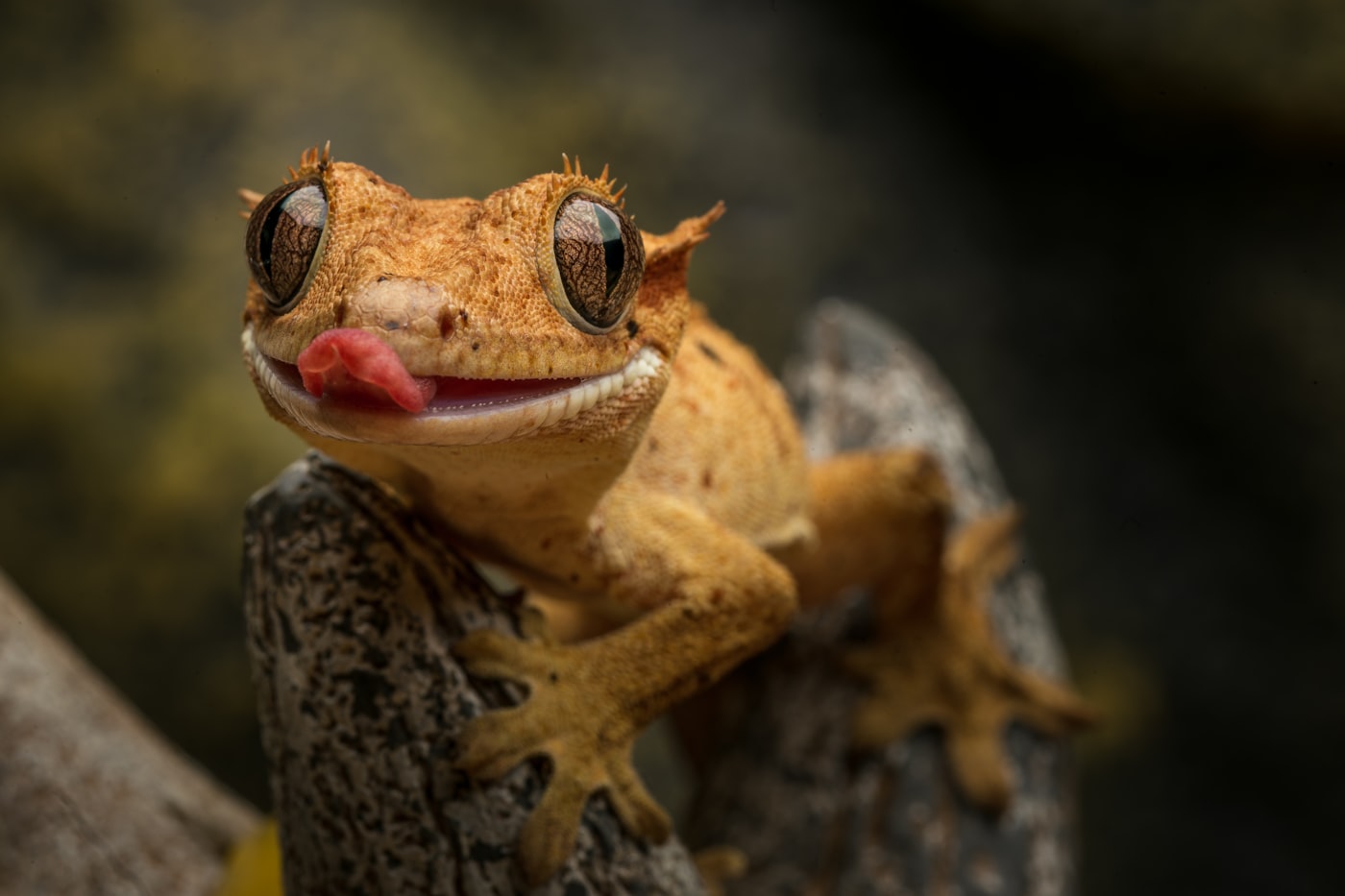 Gecko leopardo o gecko crestado: cuál elegir para empezar