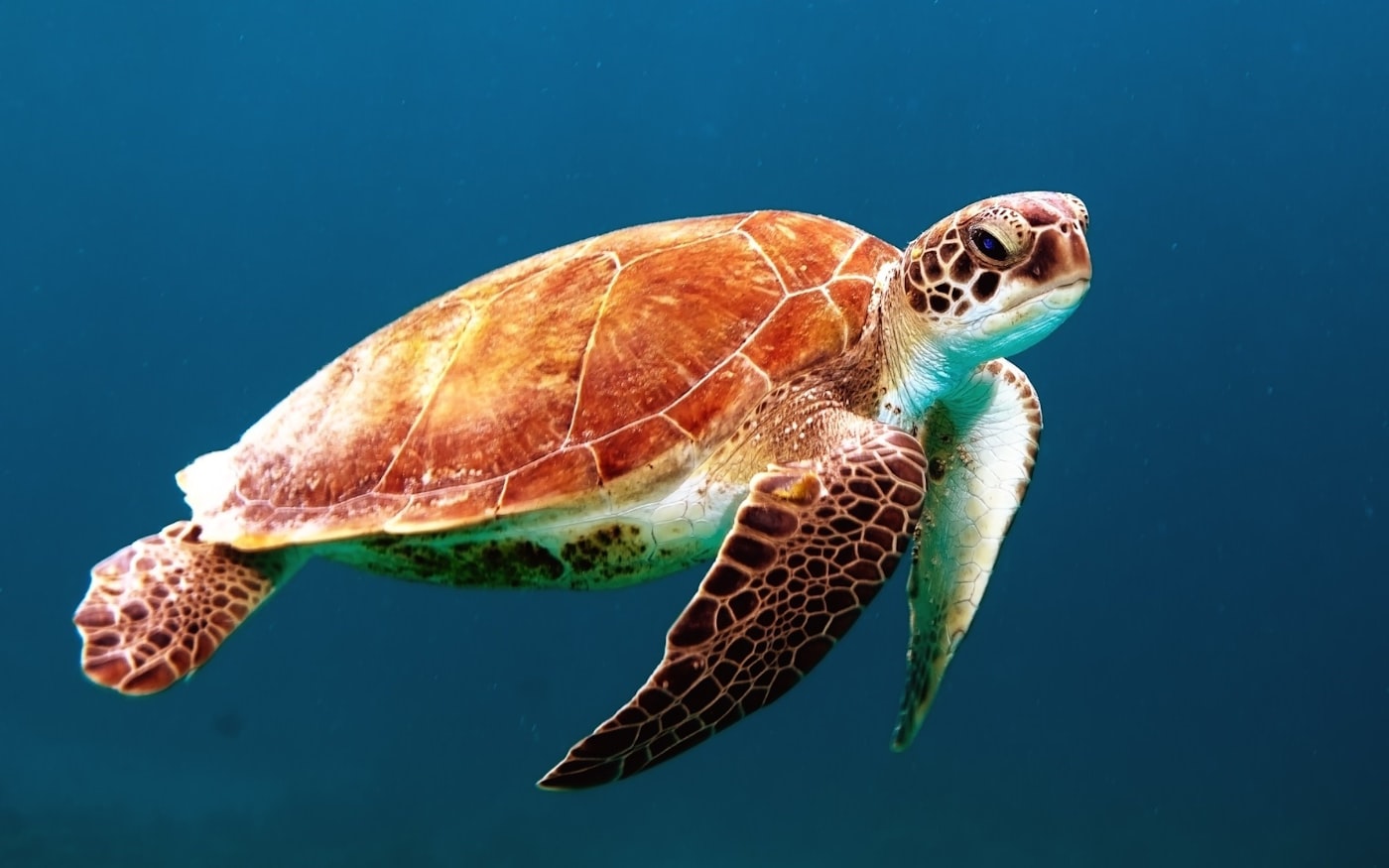 Hibernación de la tortuga de tierra: cómo prepararla paso a paso