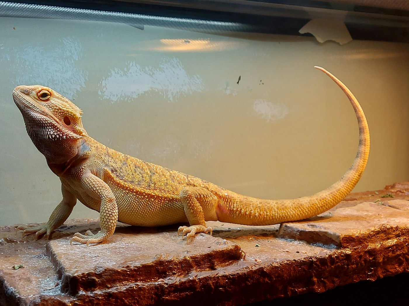 Manejo seguro de reptiles y anfibios